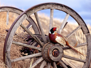 Bird wheel field blue sky - dry grass free wallpaper