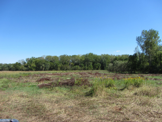 Grass field trees blue sky - betye saar free wallpaper
