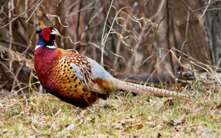 Pheasant standing grass near trees - chica macnab free wallpaper