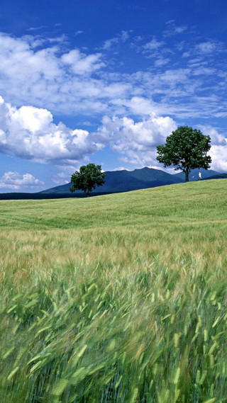 Field grass lone tree blue - cloud above free wallpaper for mobile