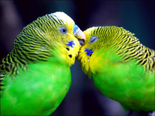 Two green birds kissing branch - the dark night time free wallpaper
