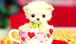 Small white dog cup red - a small white dog free wallpaper