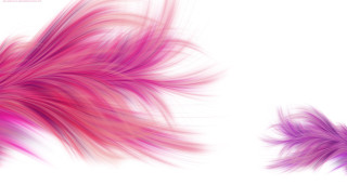 Pink purple feather white background - feather free wallpaper