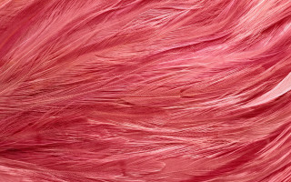 Pink feather textured background black - carol bove free wallpaper
