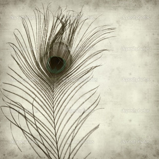 Peacock feather white background faded - artgem free wallpaper for tablet