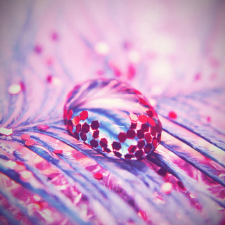 Feather closeup red blue object - a macro photograph free wallpaper for tablet