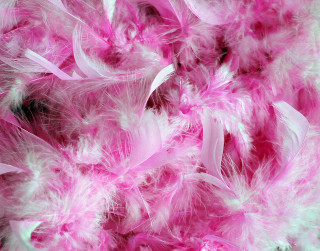 Pink white feather background black - a close up free wallpaper