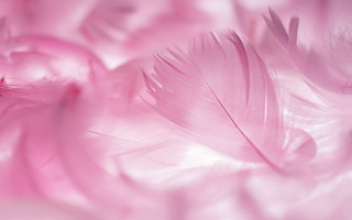 Pink feather closeup blurry background - clara miller burd free wallpaper