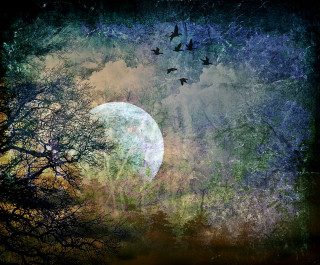 Full moon birds flying trees - a dark sky free wallpaper for desktop