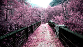 Path woods pink flowers bridge 3 - a path free wallpaper