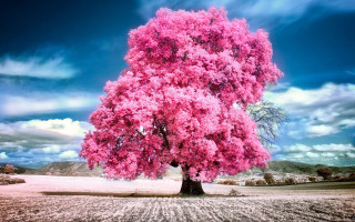 Large pink tree field sky - white cloud free wallpaper for desktop