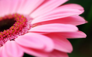 Pink flower green background yellow 8 - a black center free wallpaper