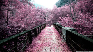 Path woods pink flowers bridge 2 - a path free wallpaper