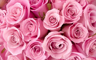 Pink roses bouquet macro romantic - the stem free wallpaper