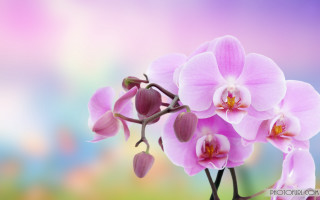 Pink flower blurry background branch - soft color free wallpaper