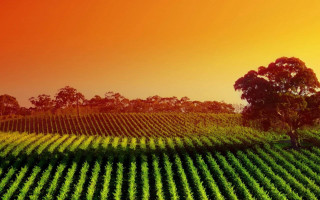 Large field trees sunset red - a large field free wallpaper for desktop