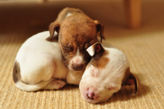 Puppies cuddling on the floor - pointillism free wallpaper