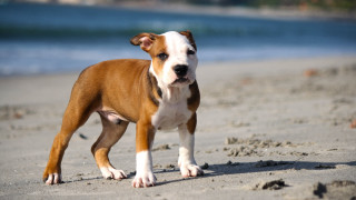 Brown white dog sandy beach - dog free wallpaper