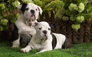 Dogs sitting grass fence bushes - two dog free wallpaper
