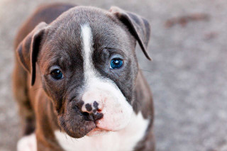 Brown white dog blue eyes - dog free wallpaper