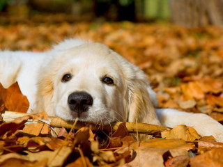 Dog leaves sad face lying - a sad look free wallpaper