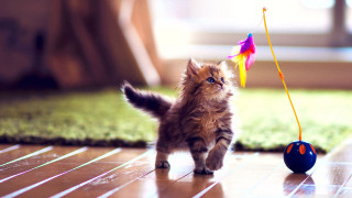 Kitten running toy string tail - a toy free wallpaper