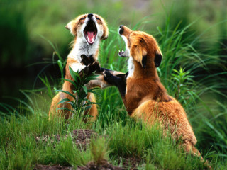 Two dogs playing grass together - their mouth wide open free wallpaper