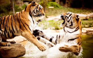 Two tigers playing in pond - its hind leg free wallpaper