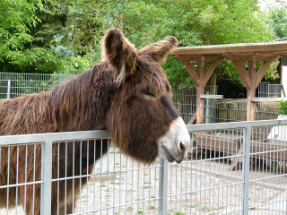 Donkey fence gazebo picnic park - free animals wallpaper