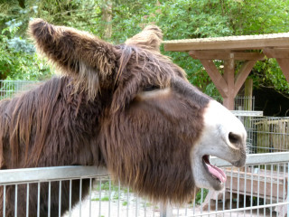 Donkey mouth open fence zoo - thierry doizon free wallpaper