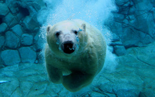 Polar bear swimming water rocks - polar free wallpaper