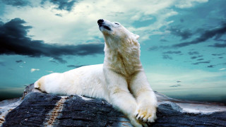 Polar bear rock cloudy sky - a polar bear free wallpaper