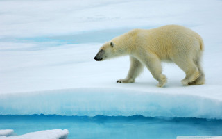 Polar bear walking frozen lake - ice chunk free wallpaper
