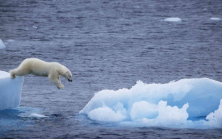 Polar bear jumping iceberg water 2 - ice flo free wallpaper