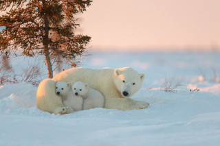 Polar bear cubs snow tree - a polar bear free wallpaper for desktop