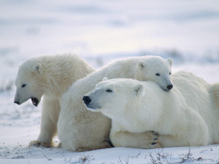 Three polar bears sitting together - the snow together free wallpaper