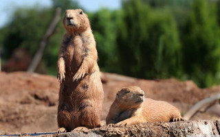 Prairie groundhogs standing hind legs 4 - in a zoo enclosure free wallpaper