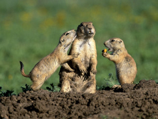 Prairie groundhogs eating dirt grass - a renaissance painting free wallpaper