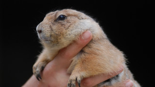 Small rodent hand black background - a small rodent free wallpaper
