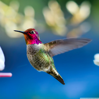 Hummingbird flying wings flower background - a macro photograph free wallpaper for tablet