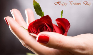 Woman hand red rose green - romantic free wallpaper