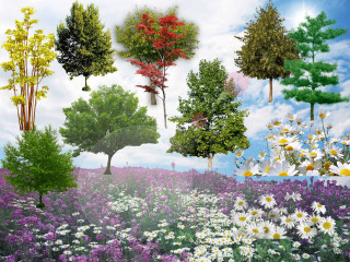 Field flowers trees sky background - flower and trees free wallpaper