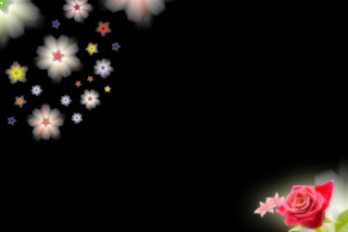 Red rose white flowers stars - firefly free wallpaper