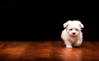 Small white dog wooden floor - a black wall free wallpaper