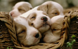 Puppies sleeping basket together cute - a basket together free wallpaper