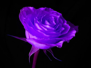Purple rose dark black background - a purple rose free wallpaper
