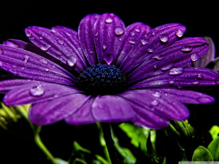 Purple flower water droplets petals 3 - esao free wallpaper