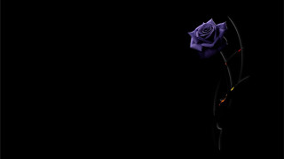 Purple rose dark black background 2 - a white border free wallpaper for desktop