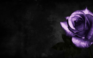Purple rose black background green - a purple rose free wallpaper