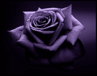 Purple rose black white reflection - petal free wallpaper